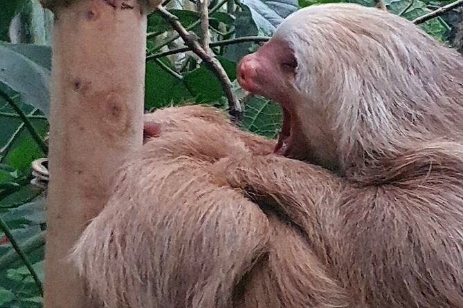rain-forest-monteverdehanging-bridges-slothsbirds-watching