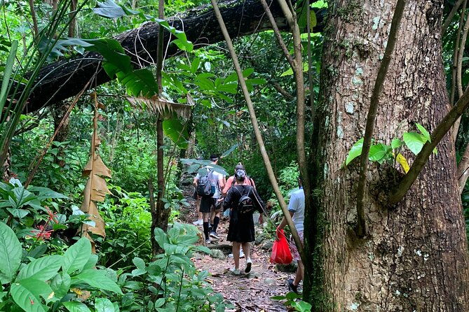 rainforest-nature-walk-luquillo-beach-combo