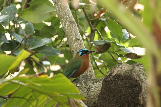 rainforest-tour