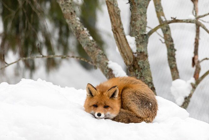 ranua-wildlife-park-day-visit-the-arctic-animals