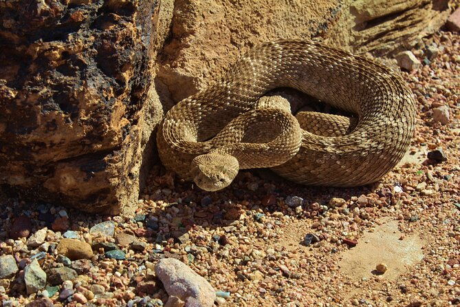 reptile-hunting-in-the-sonoran-desert