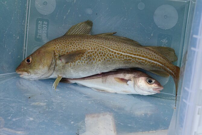 reykjaviks-finest-catch-guided-sea-angling-tour-for-all-levels