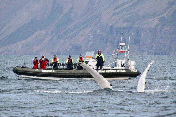 rib-boat-express-whales-eyjafjord-and-akureyri
