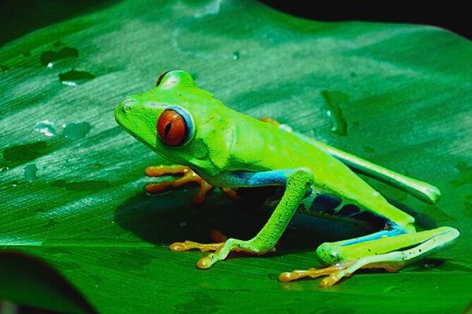 rio-celeste-expedition-discovering-natures-treasures-and-sloths