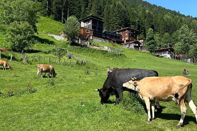 rize-and-ayder-tour-mountains-and-river