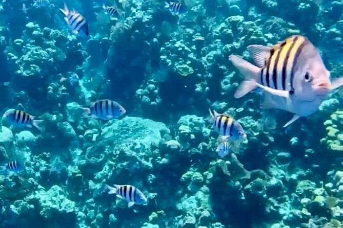 roatan-glass-bottom-boat-tour-with-wildlife-chocolate-tasting