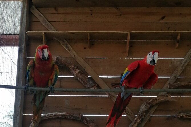 roatan-shore-excursion-snorkelling-sloths-monkeys-beach-break