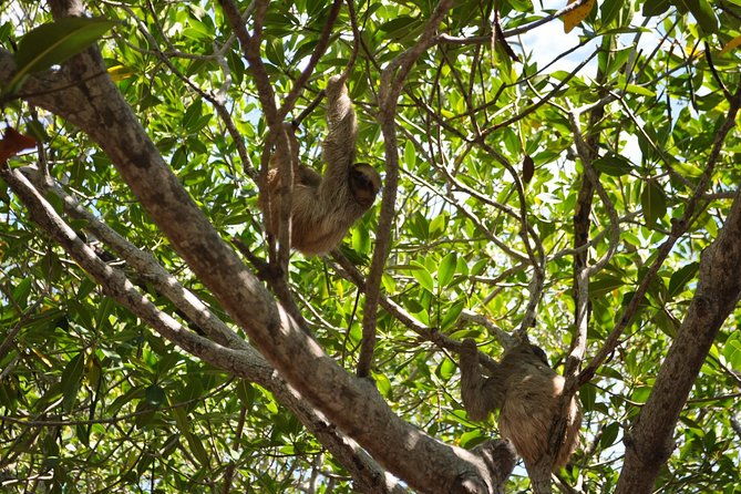 roatan-super-man-zip-line-with-wildlife-eco-park-and-snorkel