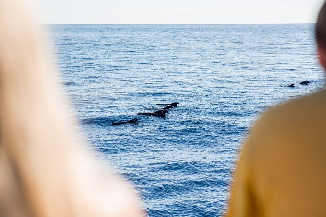 royal-delfin-3h-dolphin-whale-watching-swimming-lunch