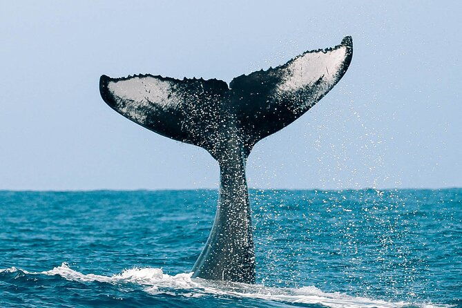 royal-humpback-whale-exploration