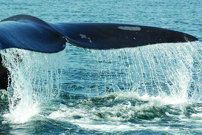 samana-whale-watching-plus-cayo-levantado-bacardi-island
