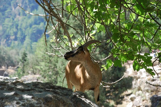 samaria-gorge-trek-full-day-excursion-from-rethymno