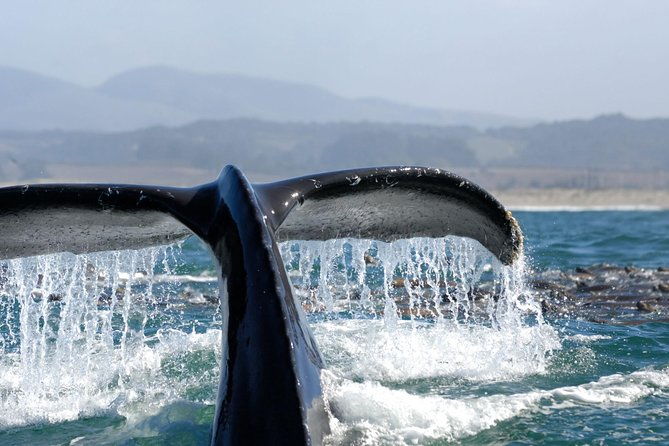 san-diego-whale-watching-cruise-2
