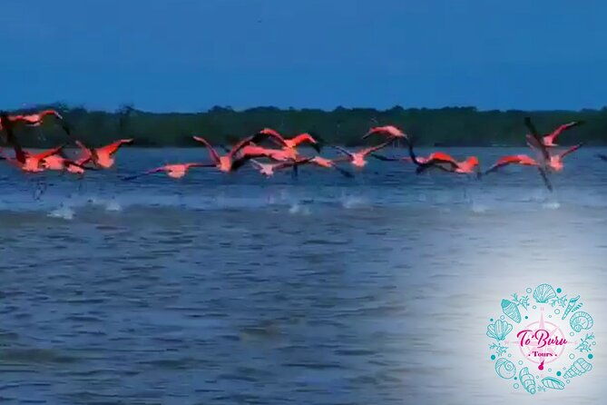 sanctuary-los-flamingos-tour