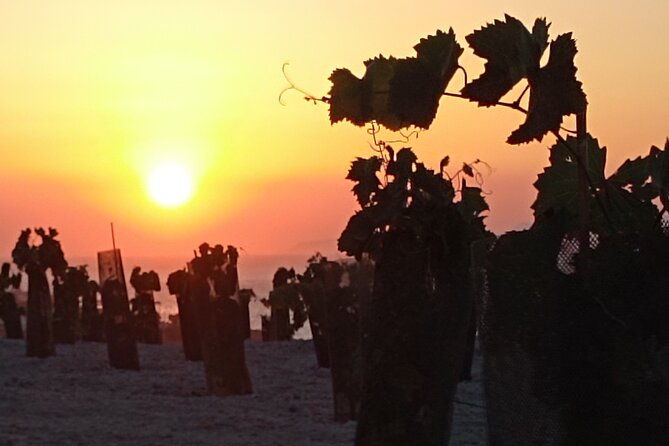 santorini-private-agri-educational-visit-to-an-organic-farm