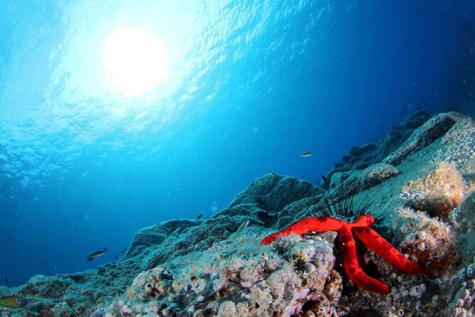 scuba-diving-experience-for-beginners-in-ponta-de-sao-lourenco