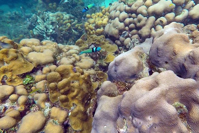 scuba-diving-in-rosario-islands