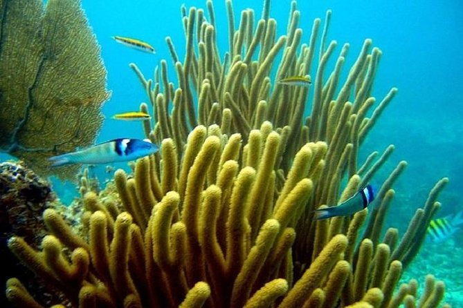 scuba-doo-underwater-scooter-in-punta-cana-half-day