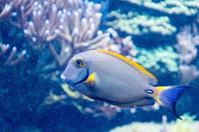 sea-life-aquarium-grapevine-admission-ticket-2