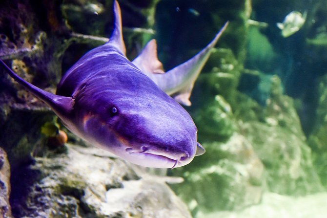sea-life-brighton-admission-ticket