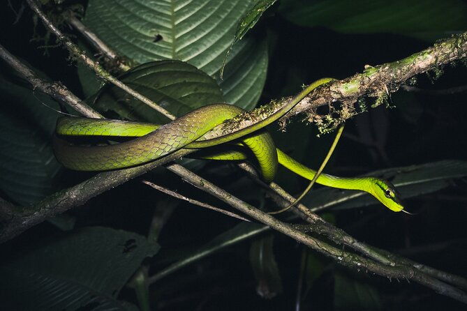 secret-night-walk-in-tortuguero