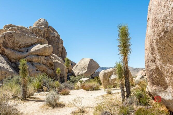 self-guided-driving-audio-tour-in-joshua-tree-national-park