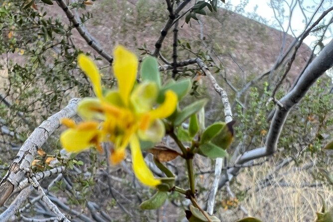serene-botanical-tour-of-the-sonoran-desert-guided-nature-walk