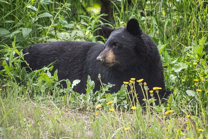 seward-to-anchorage-post-cruise-curated-wildlife-tour-transfer