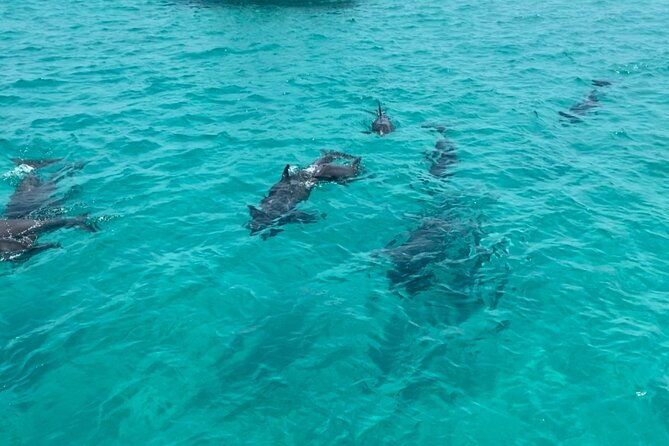 shell-island-dolphin-sightseeing-boat-tour-2