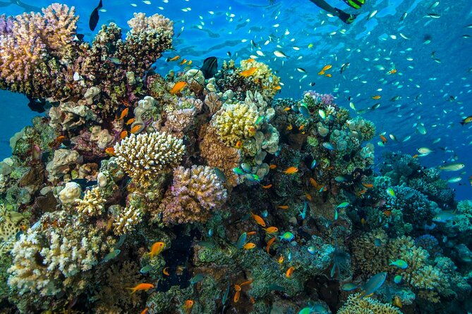 side-scuba-diving-in-the-fascinating-underwater-museum