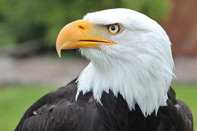 sitka-premium-tour-private-alaska-raptor-center-fortress-of-the-bearstotems-2