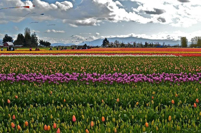 skagit-valley-tulip-festival-day-trip-from-seattle