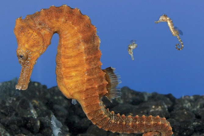 skip-the-ticketing-line-aquarium-of-the-pacific-general-admission-ticket