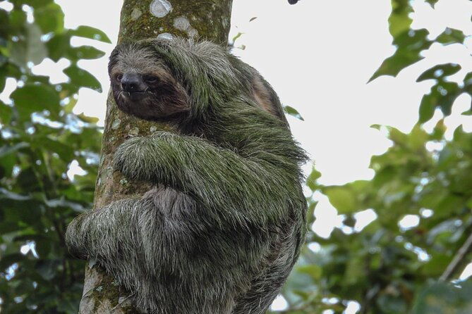 sloth-tour-in-la-fortuna-and-tortillas-cooking-class