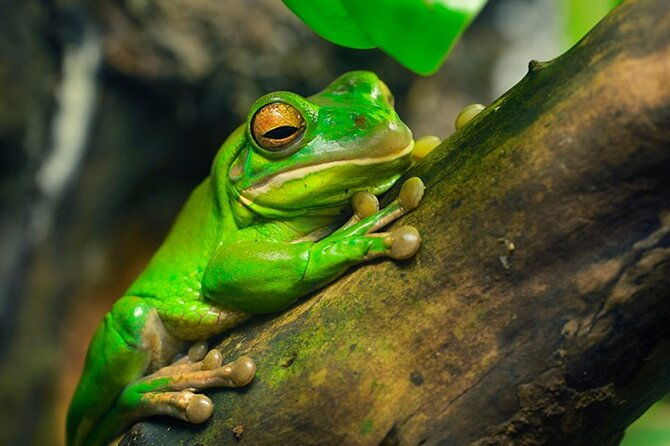 slothfrogs-hanging-bridgescoffee-chocolate-and-waterfall-tour