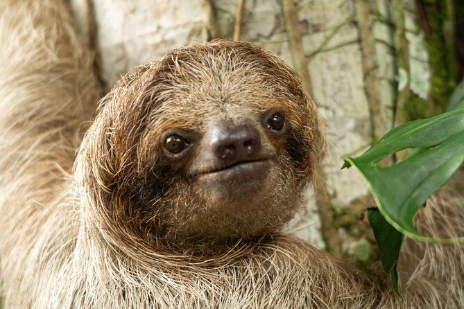 sloths-observation-and-coffee-chocolate-sugarcane-experience-2