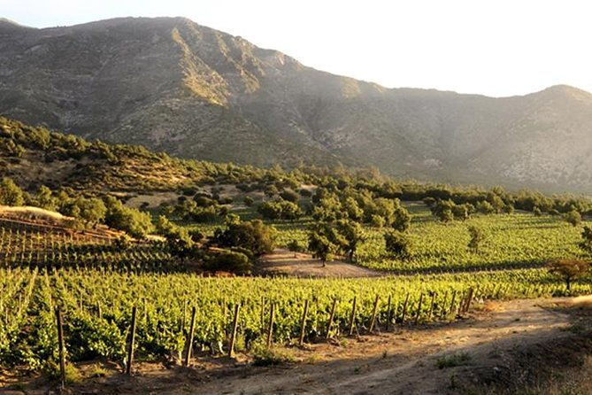 small-group-maipo-vineyards-full-day-experience-with-optional-lunch