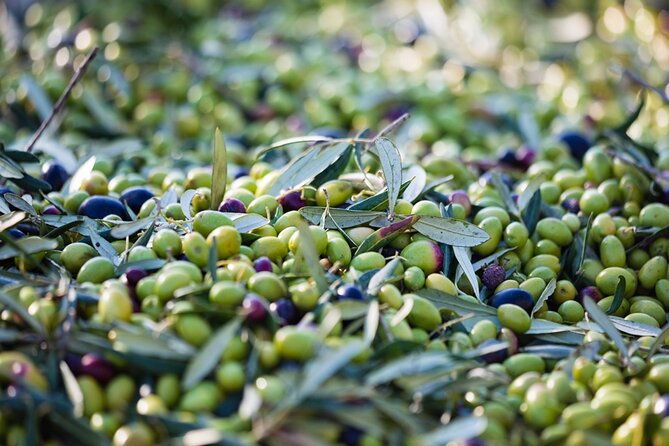 small-group-olive-oil-and-wine-tour-with-light-lunch
