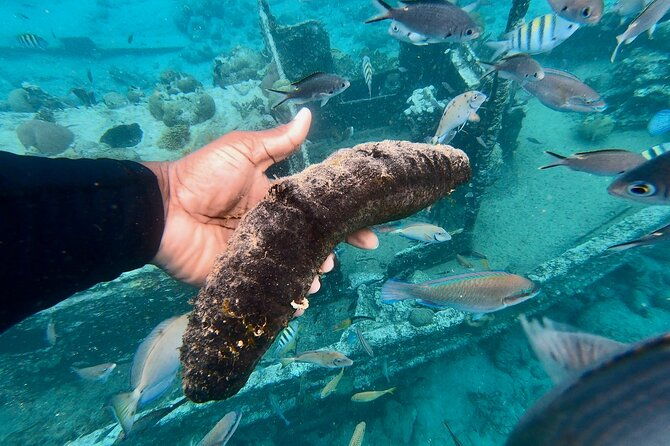 snorkel-boat-trip-sunken-ship-old-dutch-fort-spanish-bay
