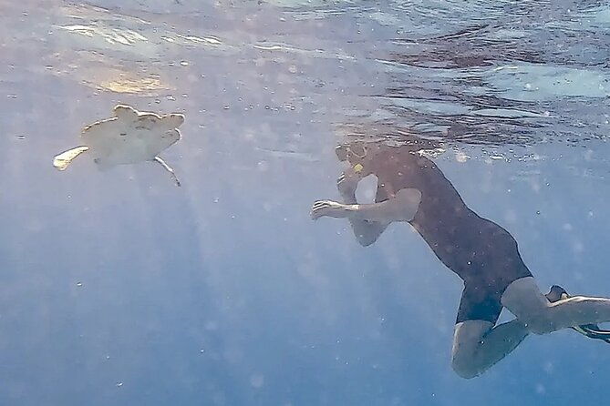 snorkel-with-turtles-see-the-flamingos