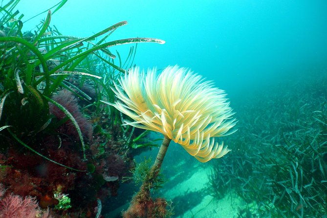 snorkeling-by-boat-on-site-in-the-bay-of-cannes-or-esterel