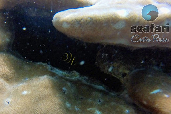 snorkeling-costa-rica