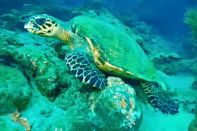 snorkeling-tour-at-cano-island