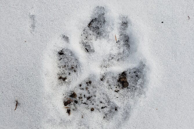 snowshoe-or-xc-ski-in-north-yellowstone-half-day