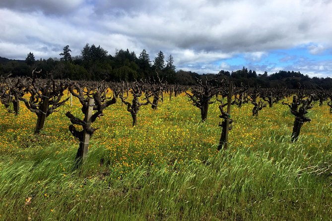 sonoma-healdsburg-wine-tours-2