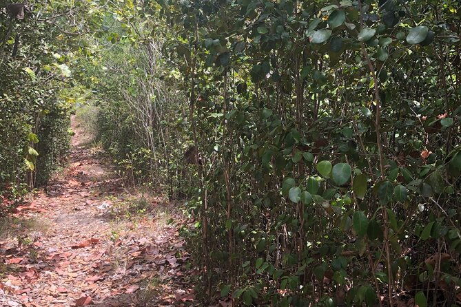 st-lucia-billy-goat-trail-hike-in-marigot-bay-saint-lucia