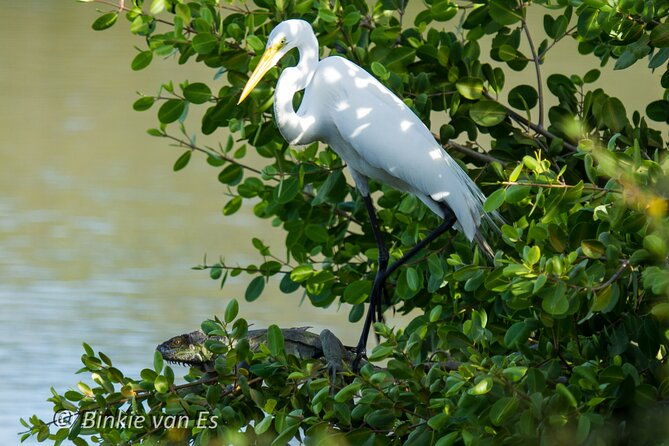 st-martin-st-maarten-small-group-birding-tour-bird-watching-tour
