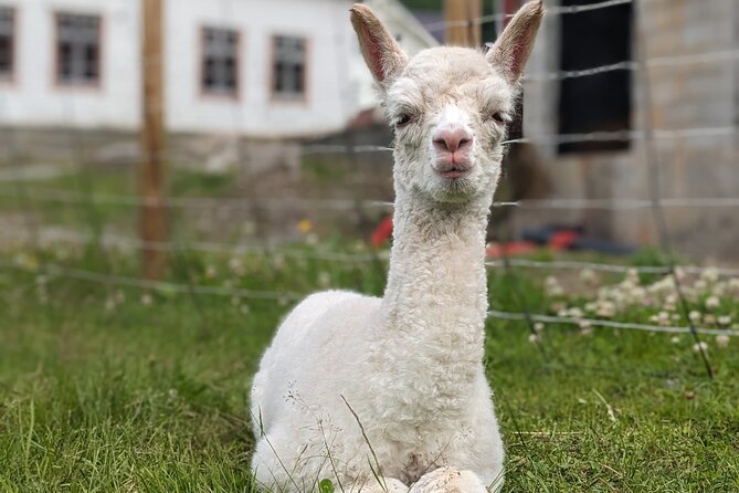 steim-farm-experience-in-vik-norway