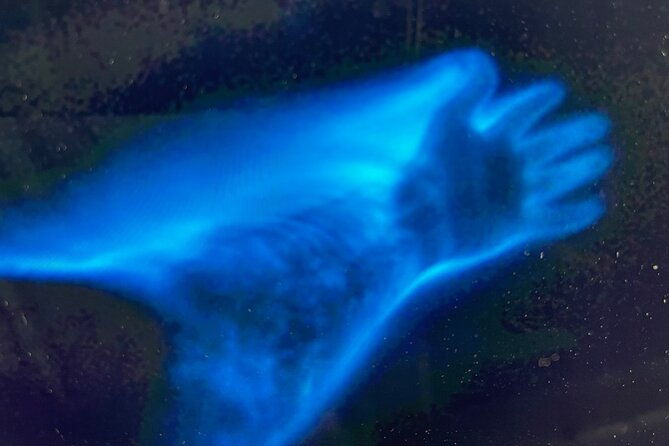 sunset-bioluminescent-comb-jelly-dolphin-tour