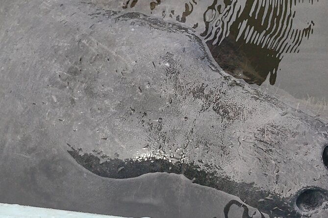 sunset-kayaking-tour-at-manatee-cove-with-manatee-dolphin-sightings-2